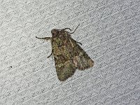 Olive Arches Moth